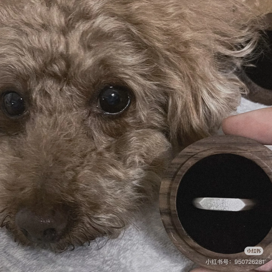 Why Are Dog Noses Wet? (And Should You Worry About a Dry One?)