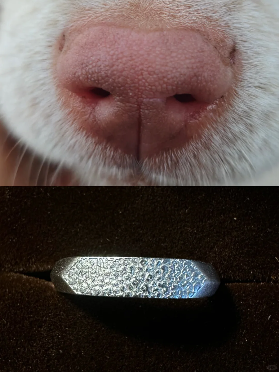 How to Take a Cat Nose Print (Photo or Ink)