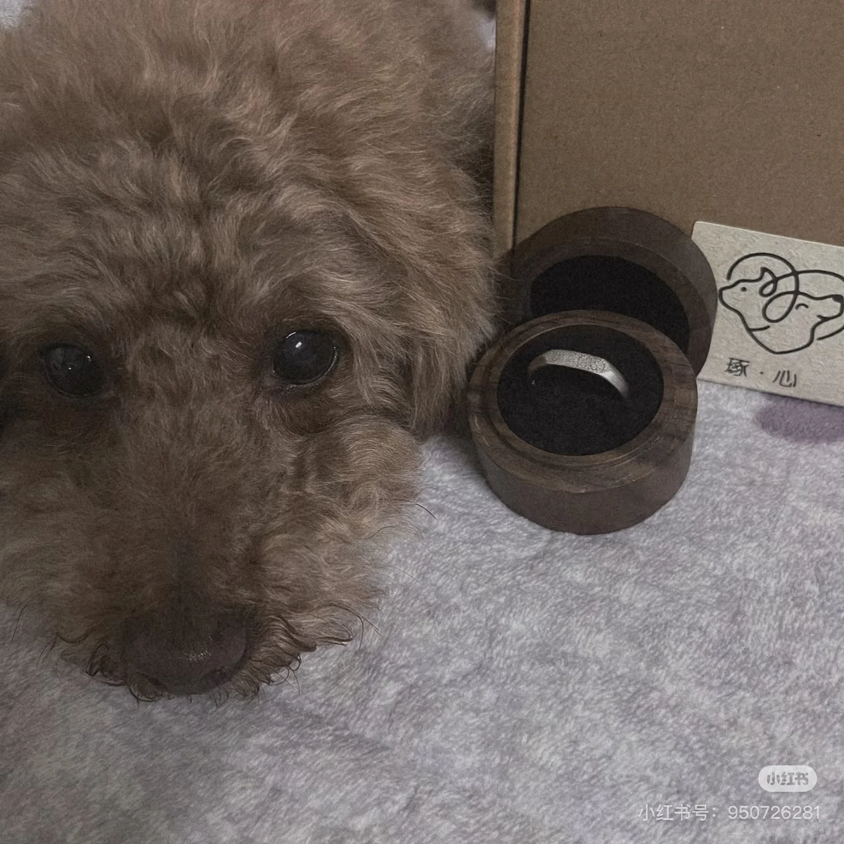 A dog beside an engraved nose print ring in its keepsake box